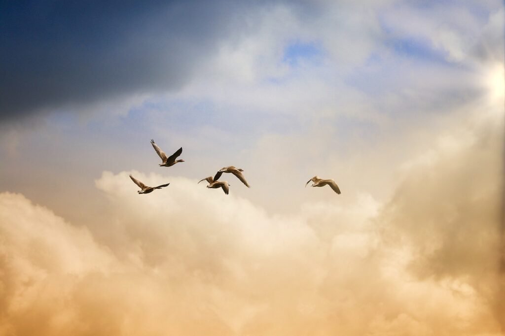 birds, flying, freedom-5159711.jpg