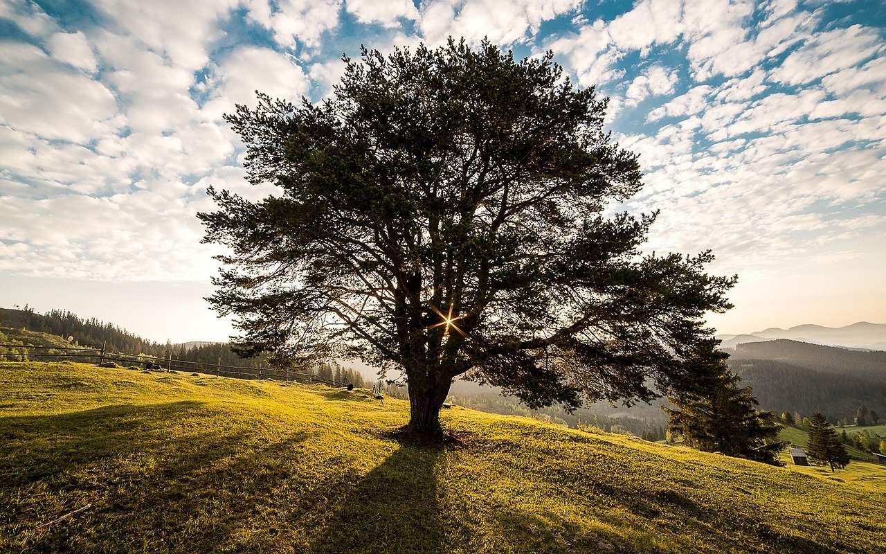 meadow, tree, sunrise-338211.jpg