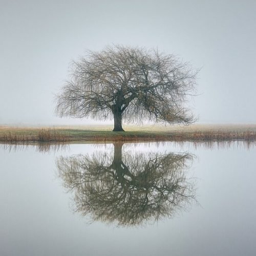 tree, reflection, fog-7403295.jpg